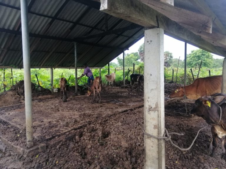 Thikiliveddai Farm