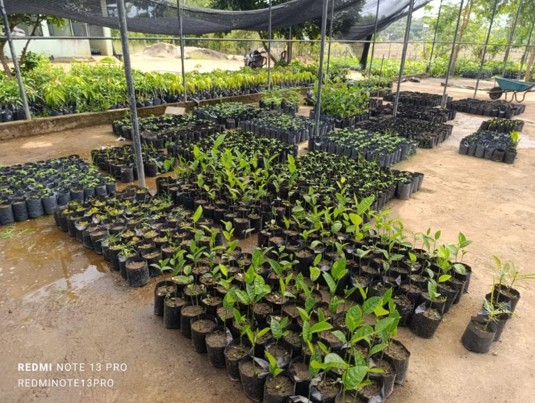 traditional-seed-preservation